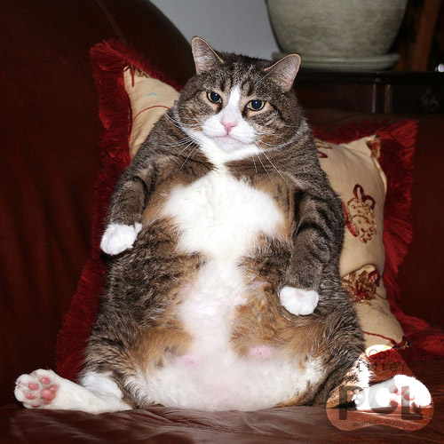 چاقی گربه